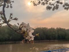 -高东镇樱花园