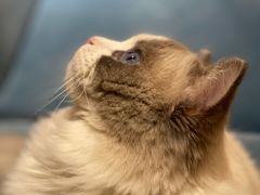 -滚猫咖啡·猫咖·猫友好撸猫(未来城店)