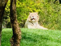 -北京野生动物园