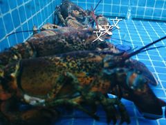 -悦宴·雅致餐厅(绿地蓝海店)