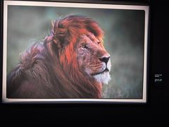 -罗红摄影艺术馆