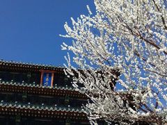 android_upload_pic-景山公园