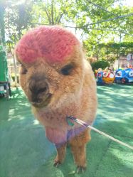 -萌宠亲子动物乐园(槐房万达店)