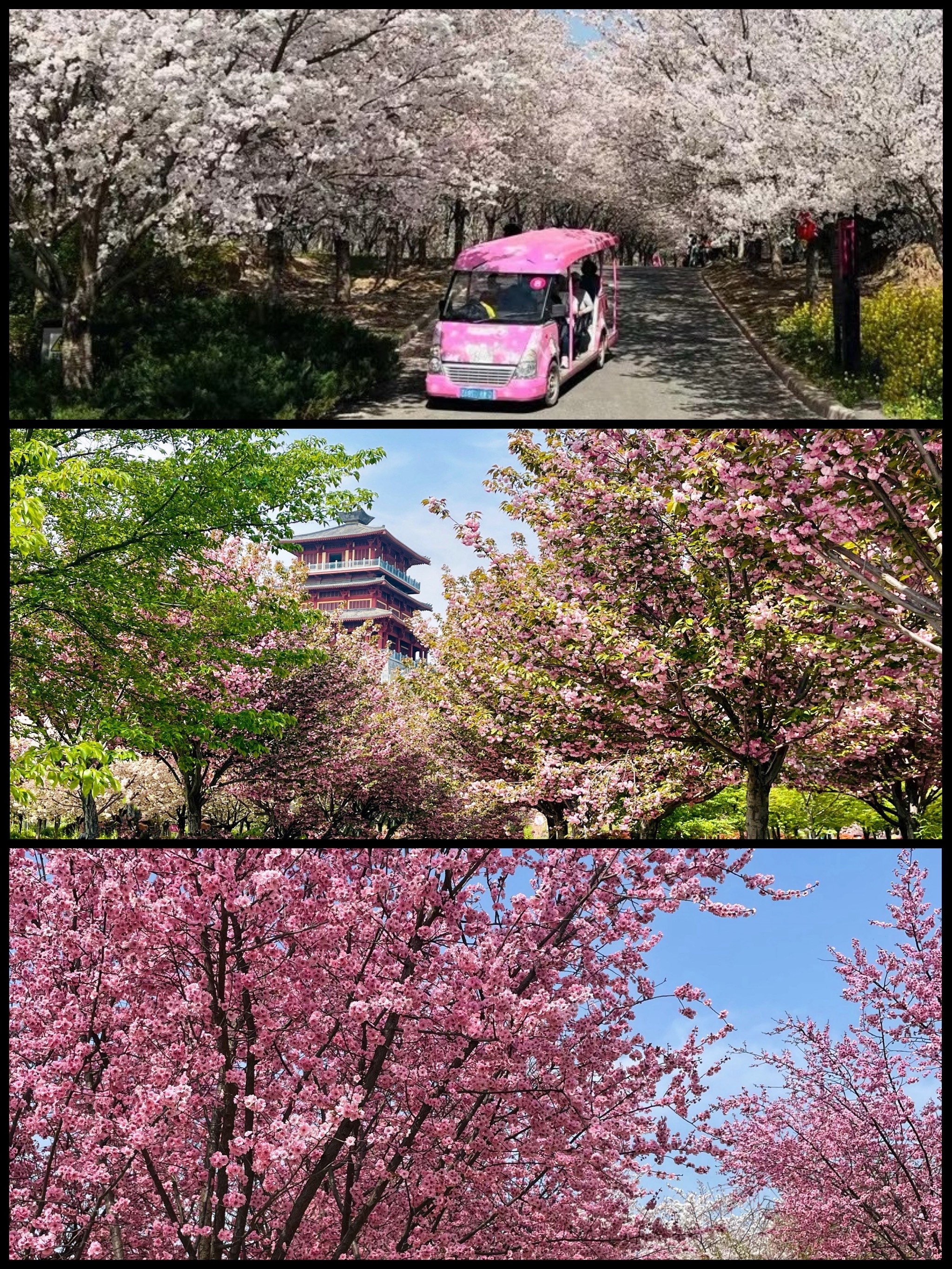 古柏渡丰乐樱花园门票图片