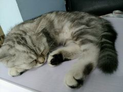 -喵的天空名猫咖啡馆·撸猫·猫舍·用品