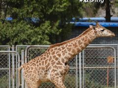 -石家庄市动物园