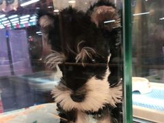 -FAELING PETS美天灵宠物(富力广场店)