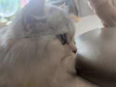 -飞行喵MR PILOT|猫舍·猫咖(静安大融城店)