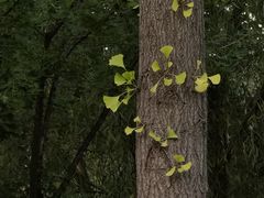 -莲花池公园