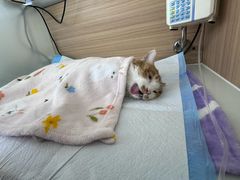 -达爱动物医院·犬猫分区·CT·复杂眼科(远洋山水分院)