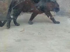 -西安秦岭野生动物园