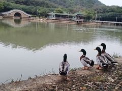 -大雁山风景区