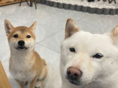 -柴犬小屋·柴餐厅·狗咖食堂(金鼎广场店)