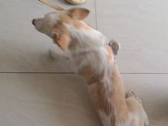-乐琪宠物医院·犬猫专科·骨外科·急重症