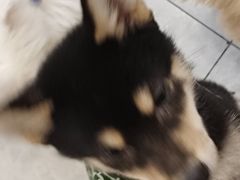 -柴犬小屋·柴餐厅·狗咖食堂(金鼎广场店)