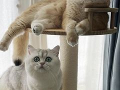 -艾吉宠物医院·疑难杂症转诊中心·猫友好(碧江路院)
