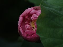 -陈家山荷花公园