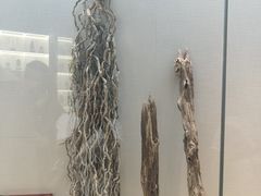 -广东中医药博物馆