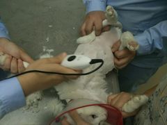 -康乐宝动物医院