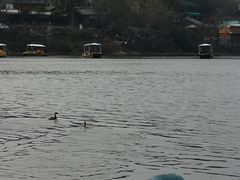 -三圣花乡旅游区