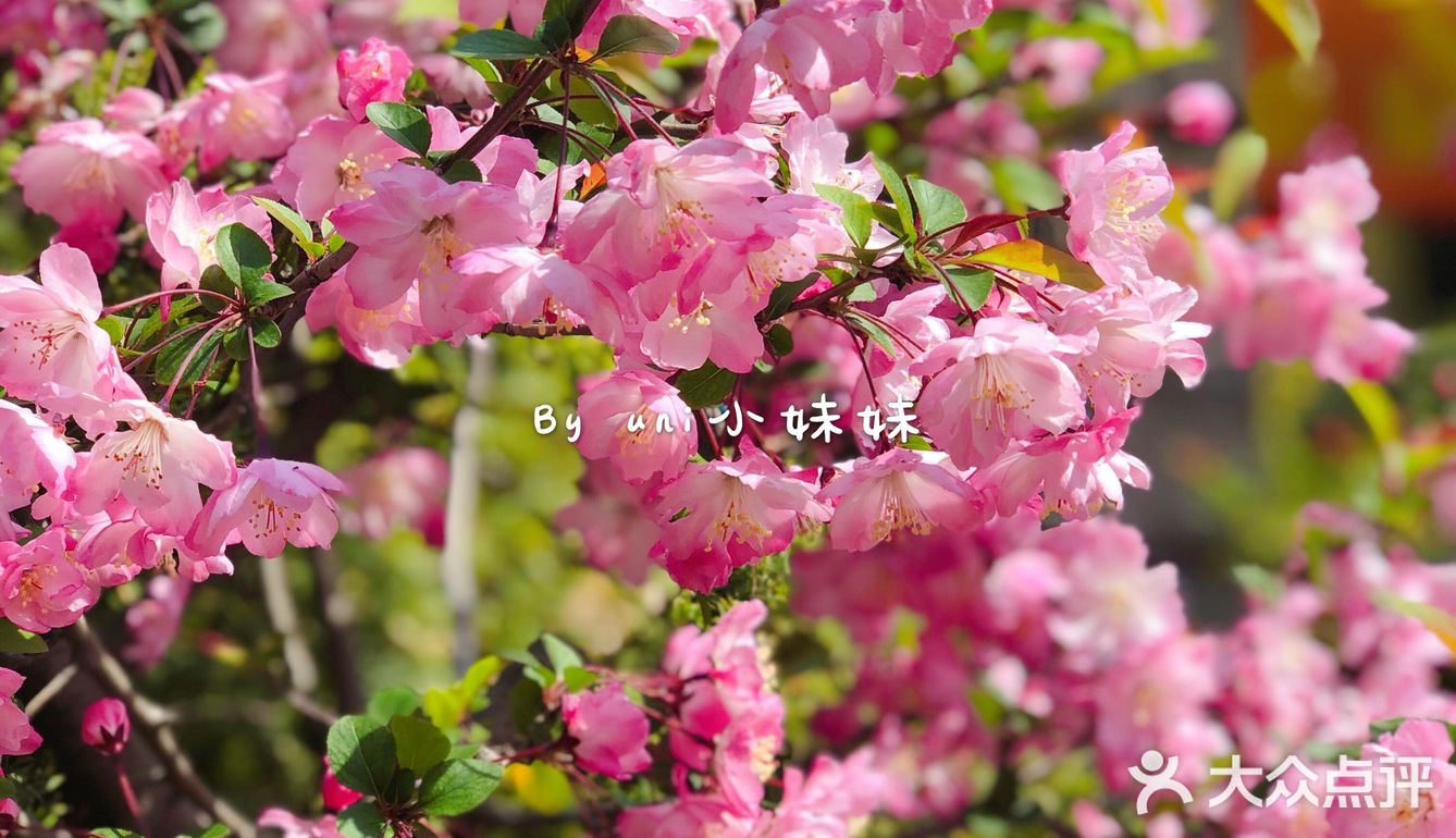 虽然疫情还未结束，但是说好的春天永远不会缺席。