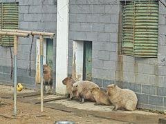 -合肥野生动物园