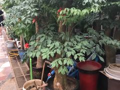 -秦美花卉(天朗·莱茵小城2期店)