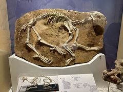 -国家自然博物馆