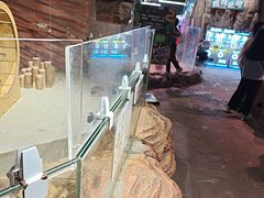 -正佳雨林生态植物园