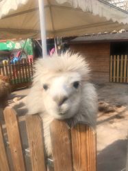 -萌宠亲子动物乐园(槐房万达店)