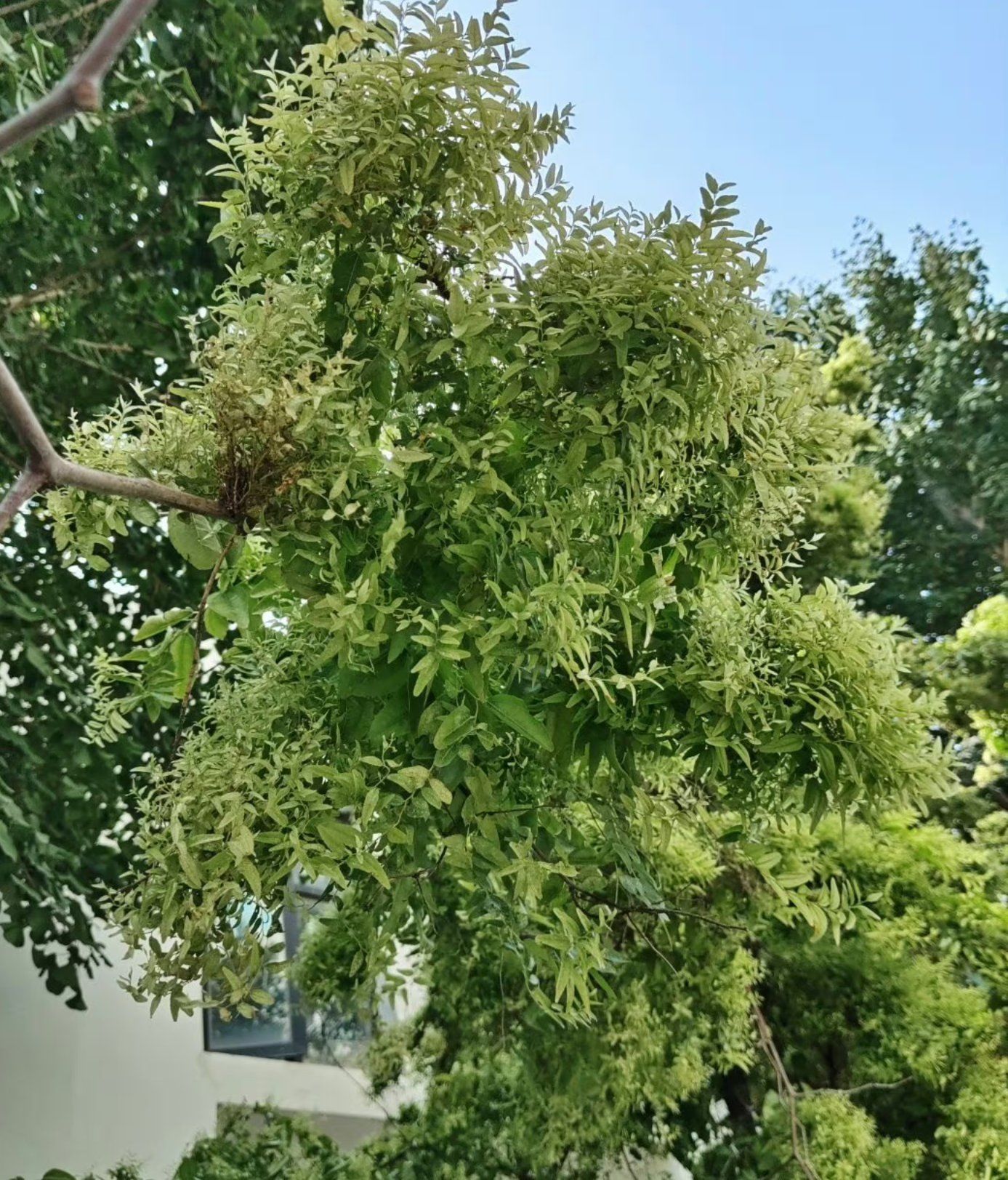 一棵疯了的枣树(第四张是正常枣树) ​