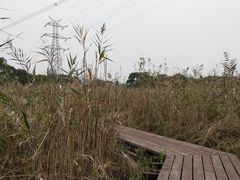-长田漾湿地公园