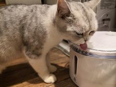 -more than meow吴止猫主题餐厅(承德 中船汇店)