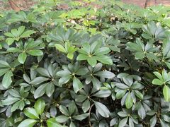 -北海金海湾红树林生态旅游区