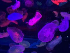 -合肥海洋世界