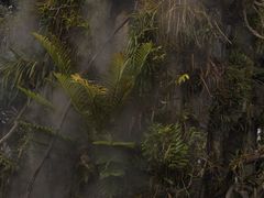-昆明植物园