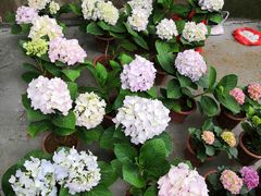 -桂林市花鸟市场