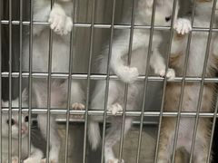 -安安宠医宠物医院·异宠·犬猫内科(岳阳分院)