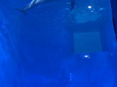 -多彩贵州城极地海洋世界