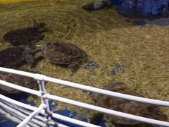 -石家庄极地海洋世界
