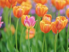 -深圳市中科院仙湖植物园