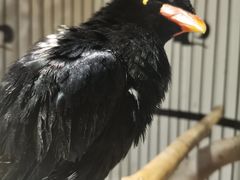 -清真·京华源铜锅涮肉(丰庆店)