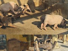 -大连森林动物园