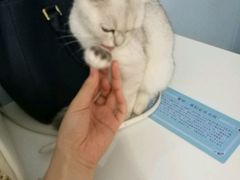 -喵的天空名猫咖啡馆·撸猫·猫舍·用品