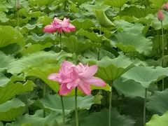 -黄兴公园