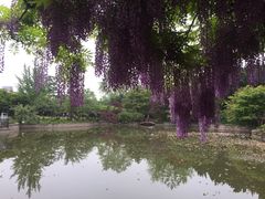 -嘉定紫藤园