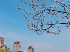 -桃花堤公园