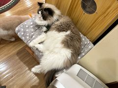 -滚猫咖啡·猫咖·猫友好撸猫(未来城店)