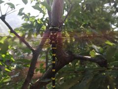 -碓臼峪自然风景区