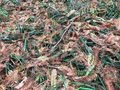 -黄海国家森林公园